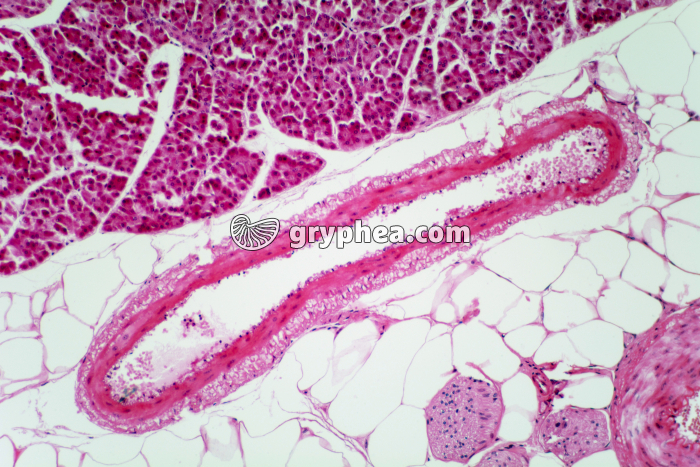 Veinule CT x40 - gryphea.org